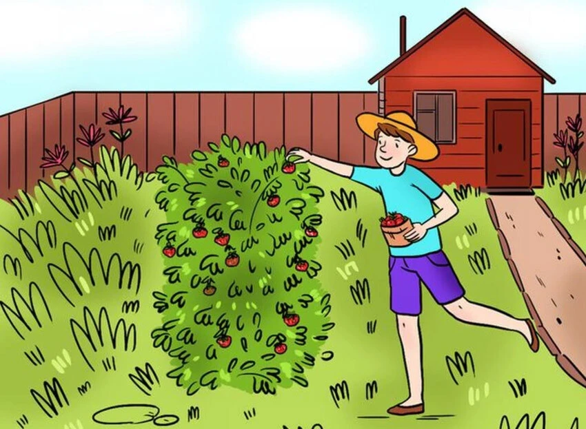 Sadece IQ’su yüksek olanlar çilek toplayan adam resmindeki mantıksızlığı bulabiliyor!