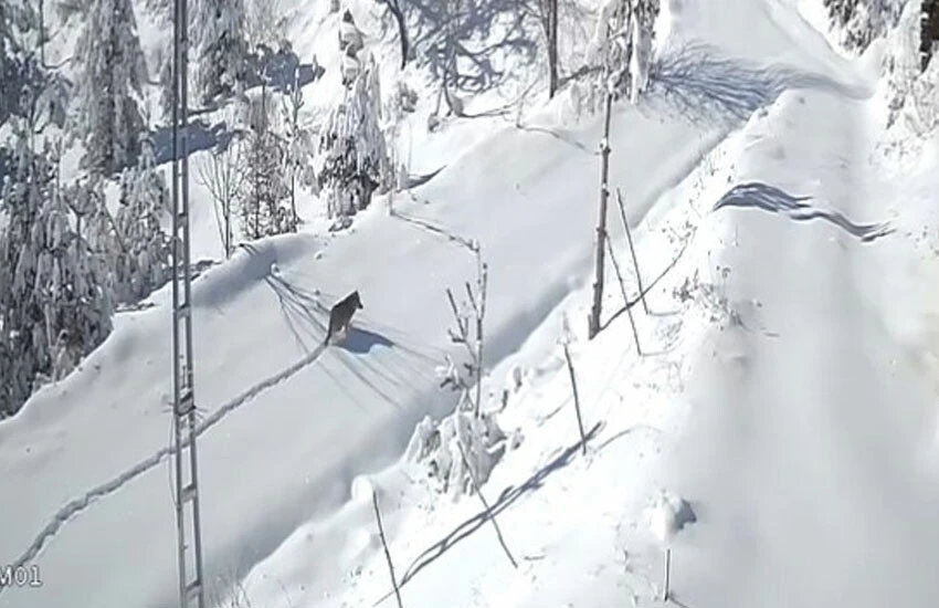 Gündüz vakti köye inen kurt, şaşkına çevirdi