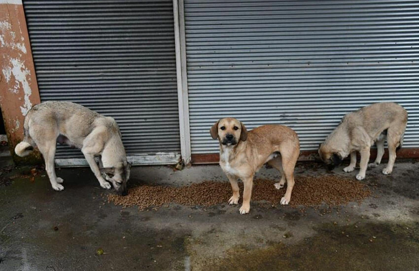 İç ısıtan görüntüler: Karlı dağlar hayvanlar için aşıldı