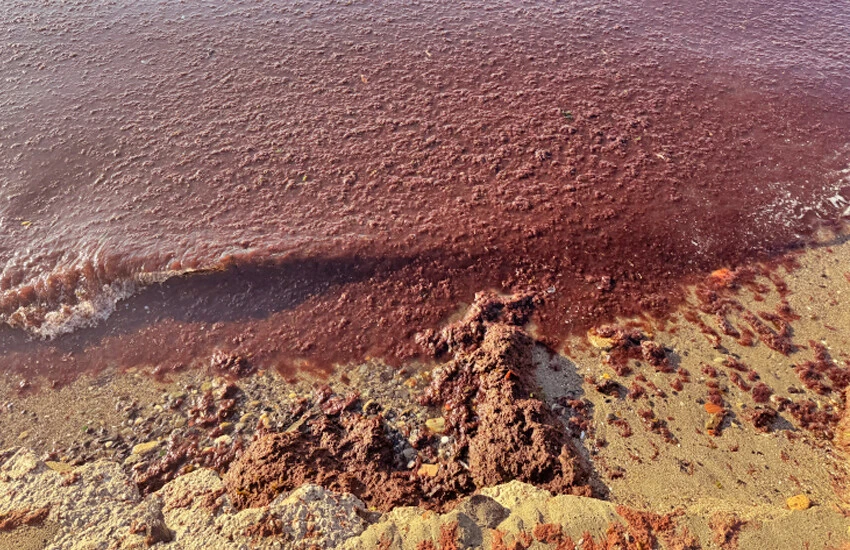 Tekirdağ sahili kırmızıya boyandı! Panik sonrası açıklama