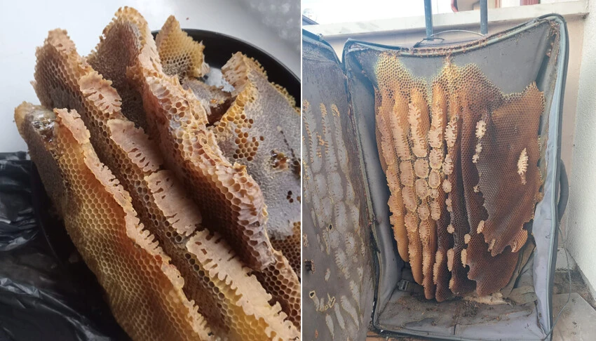 Valizini açınca gözlerine inanamadı... 8 kiloluk sürpriz!