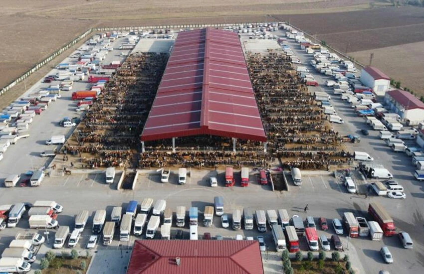 Çorum'da hayvan pazarını kapatan hastalık!