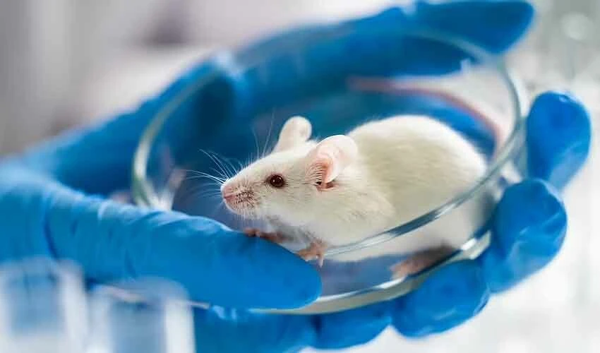 bilim insanları Çin'li <a href=