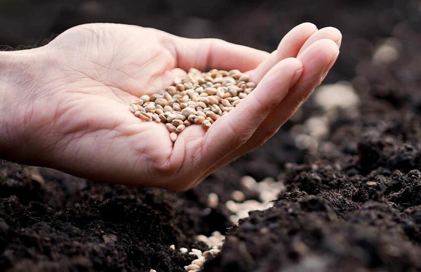 Türkiye tohumda meyvesini aldı: Gıda fiyatlarında istikrar hedefleniyor