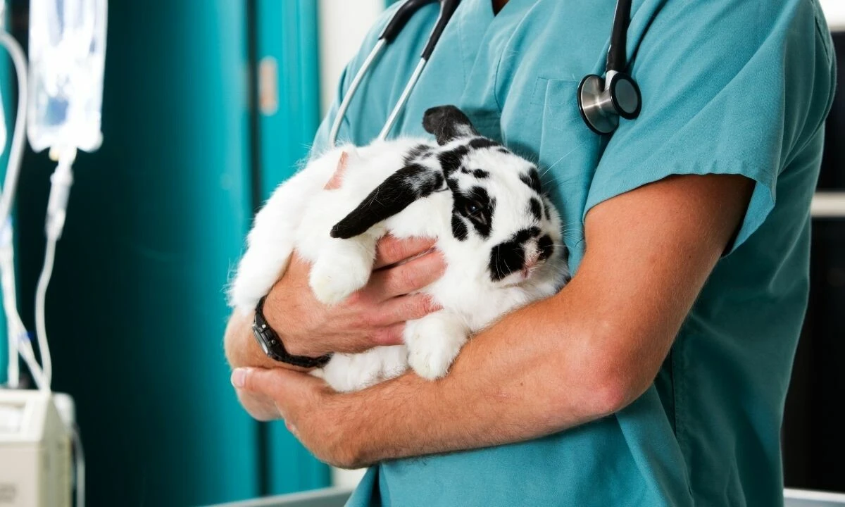 Kiralık diplomalar kazanç kapısı oldu! 57 bin liraya kadar çıkıyor