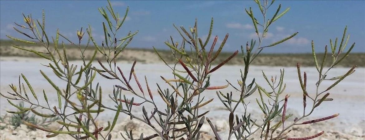 Tuz Gölü'nde yetişiyor, Gezeravcı uzayda inceleyecek! İşte o bitkinin sırrı