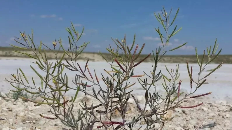 Tuz Gölü'nde yetişiyor, Gezeravcı uzayda inceleyecek! İşte o bitkinin sırrı