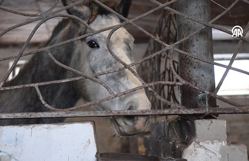 Ukrayna'da savaş mağduru atlara polis sahip çıkıyor