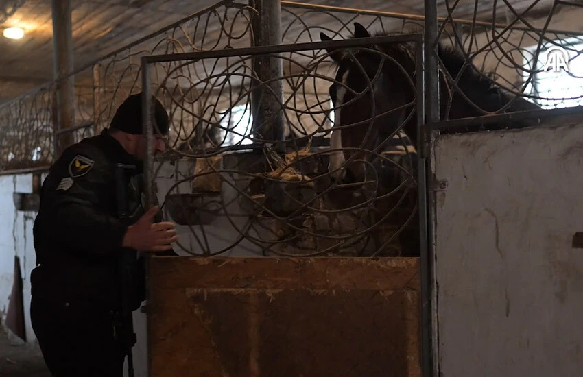 Ukrayna'da savaş mağduru atlara polis sahip çıkıyor