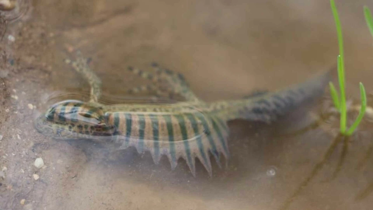 Bursa'da tesadüfen bulundu... Anadolu şeritli semender böyle görüntülendi