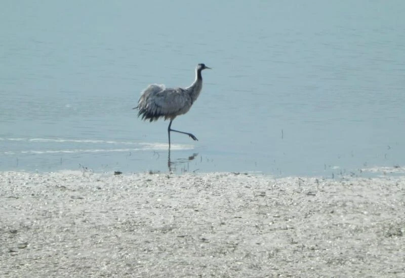 Munzur Vadisinde uzun süre sonra bir ilk: Bölgeye tekrar döndü