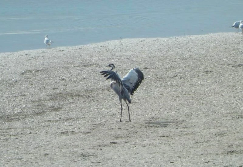 Munzur Vadisinde uzun süre sonra bir ilk: Bölgeye tekrar döndü