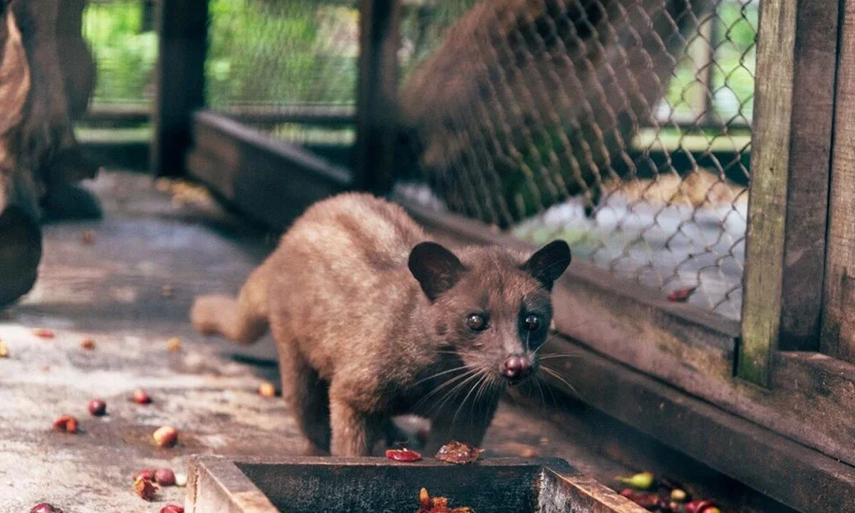 Kedi dışkısından üretiliyor, adeta servet değerinde: Kanser riskini azaltıyor, diyabeti önlüyor