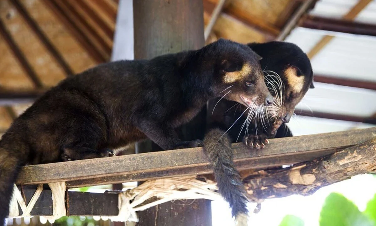 Kedi dışkısından üretiliyor, adeta servet değerinde: Kanser riskini azaltıyor, diyabeti önlüyor