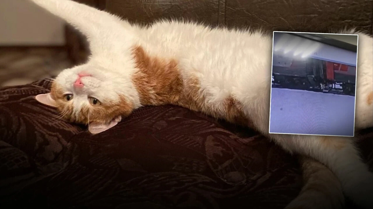 Rusya'da trenden atılan kedi skandalı ülkeyi karıştırdı