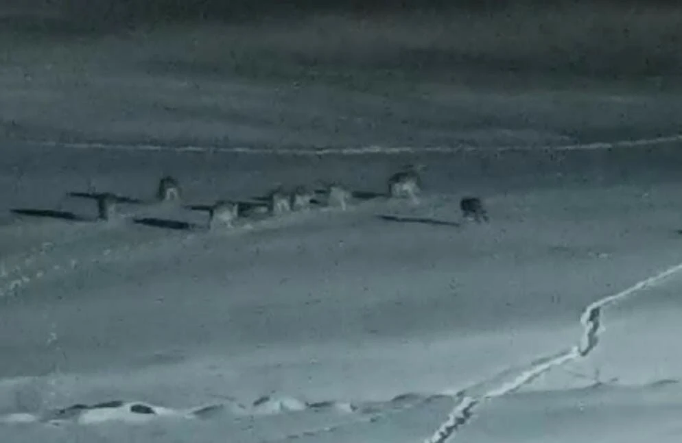 Yiyecek arayan kurt sürüsünün mahalleye indiği anlar kamerada