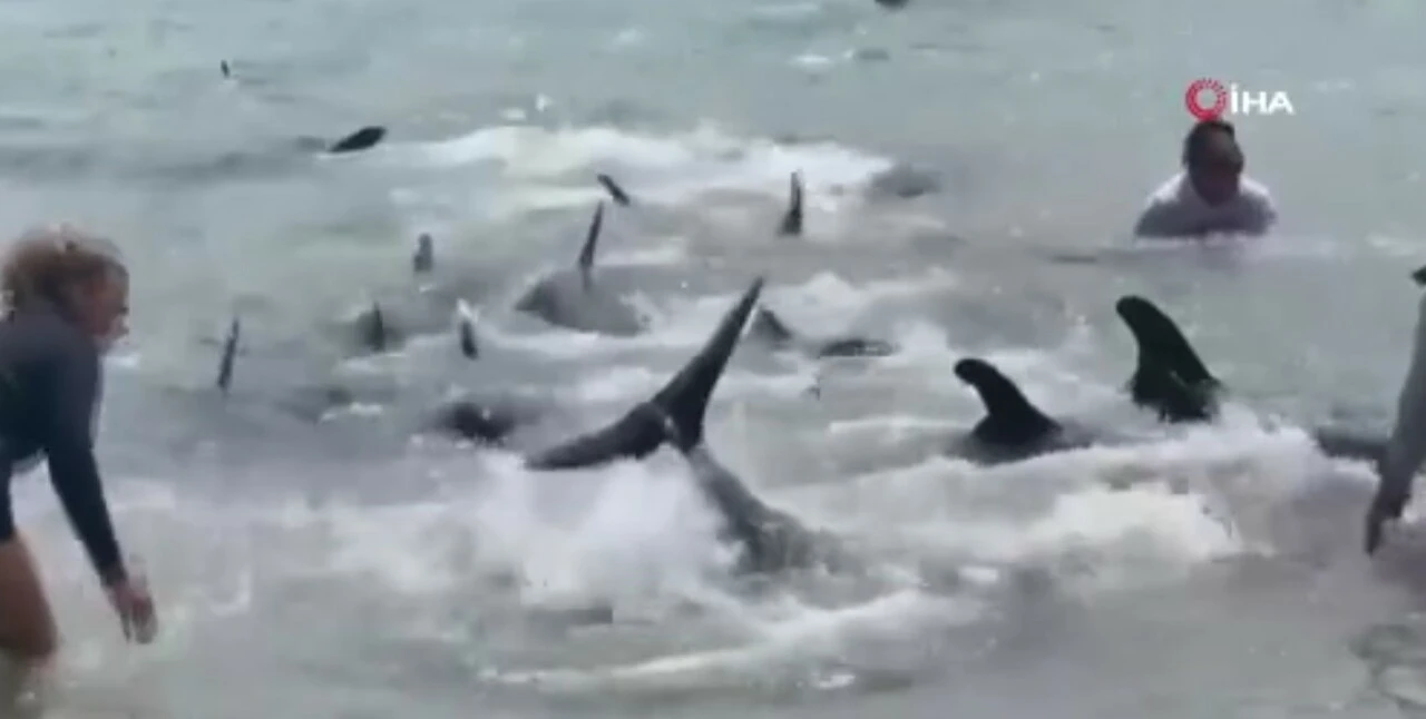 Yeni Zelanda'da 45 katil balina ve yunus acı içinde mahsur kaldı! Hepsine ötanazi yapıldı
