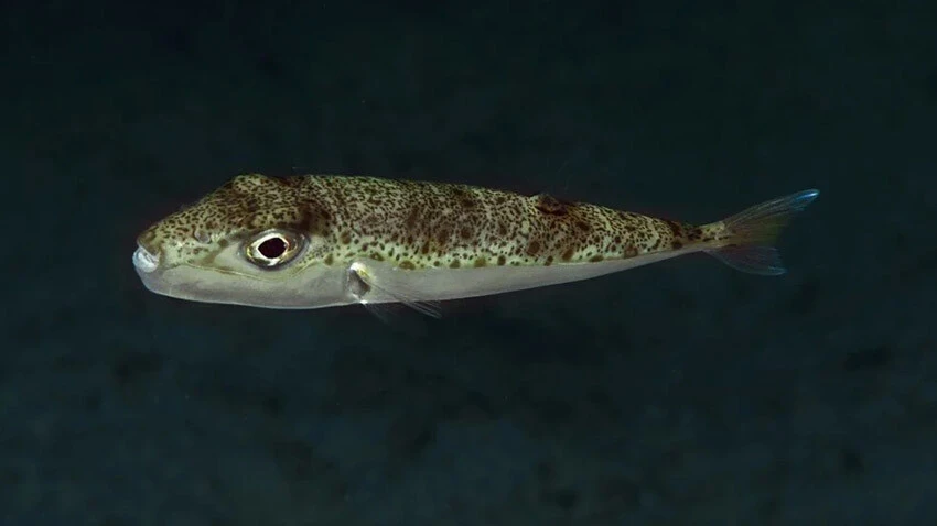 Zehirli balon balığı rotasını Marmara'ya çevirdi