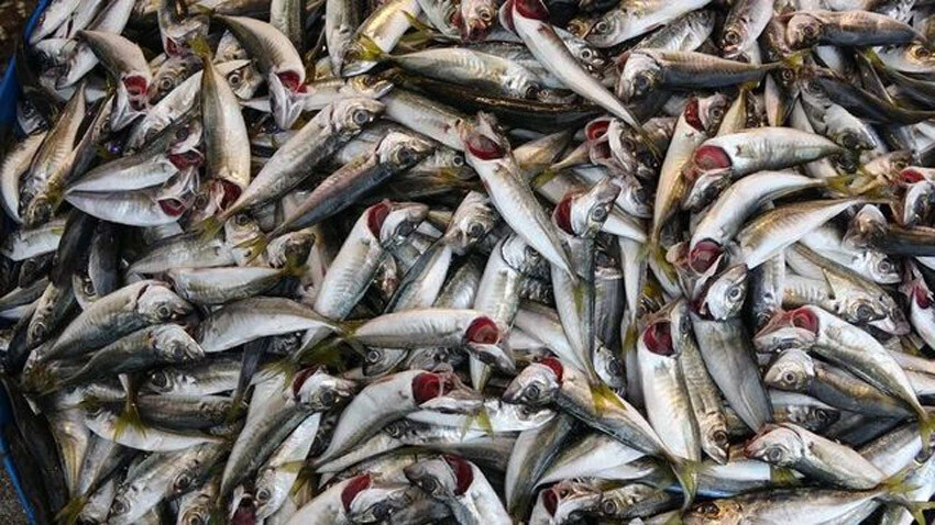 Karadeniz'de hamsinin yerini istavrit aldı