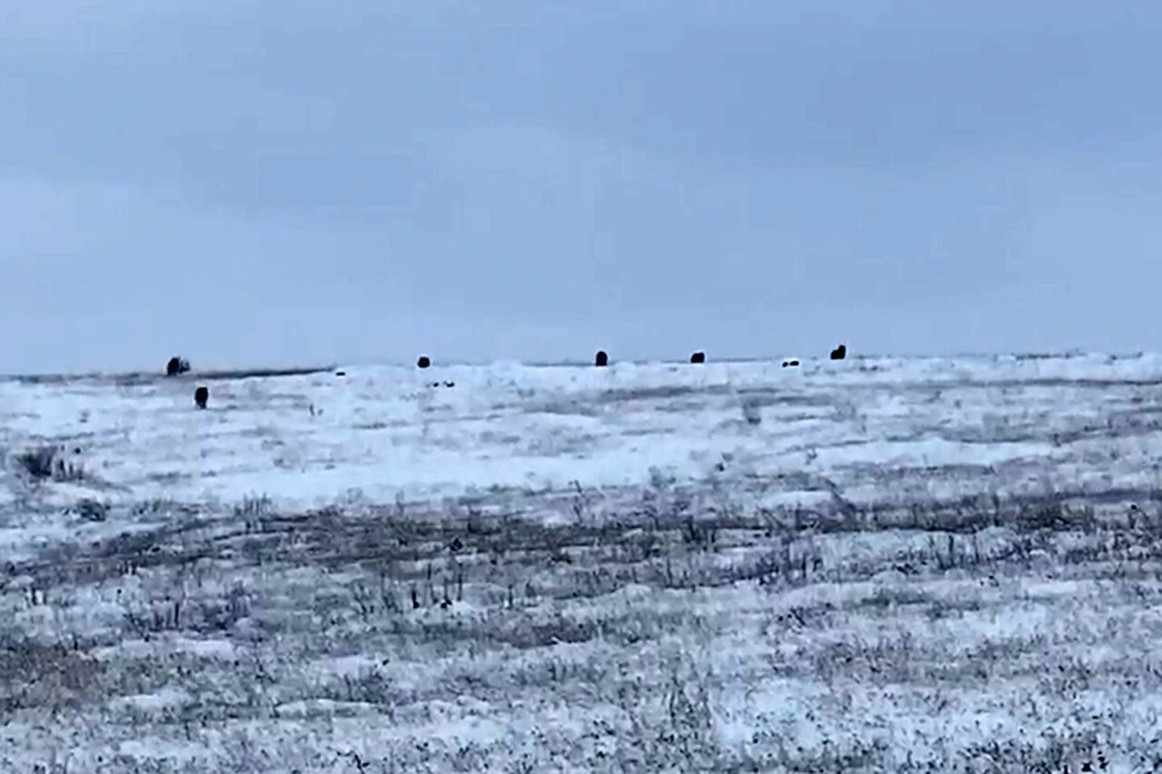 Gümüşhane'de köye inen kurtlarla mücadelede korku dolu anlar kaydedildi