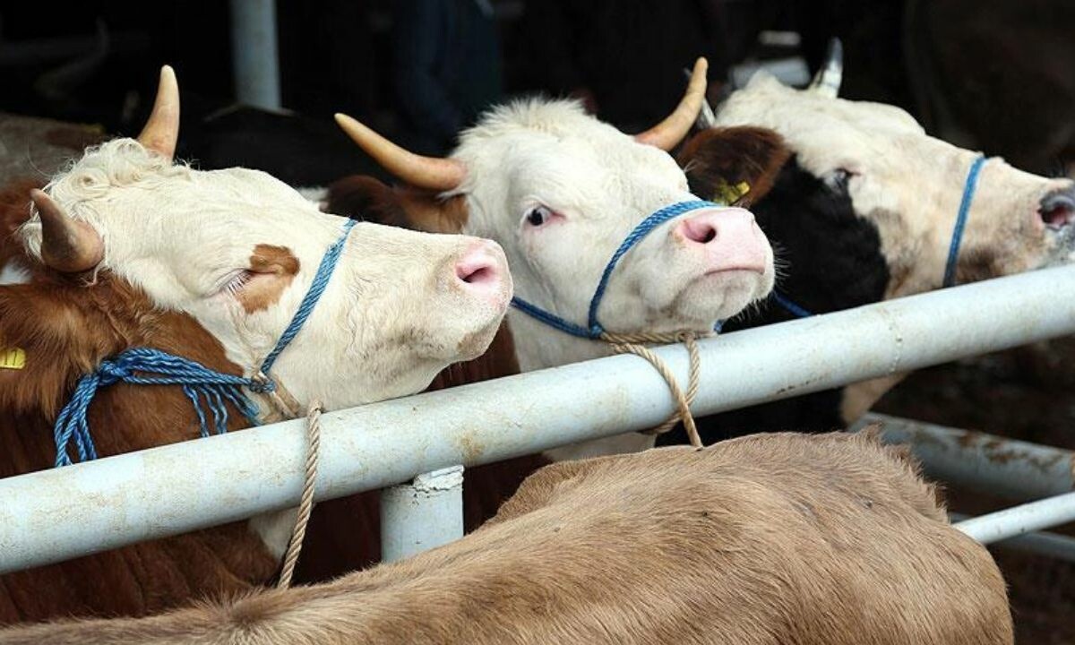 Et ve Süt Kurumu kırmızı et fiyatları için düğmeye bastı!