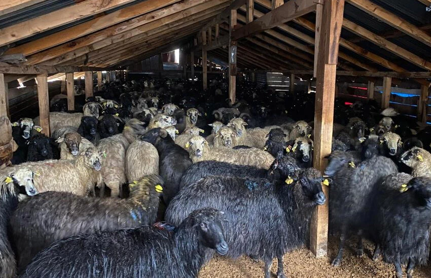 Hayvanlarda yeni hastalık alarmı! Kısıtlama getirildi