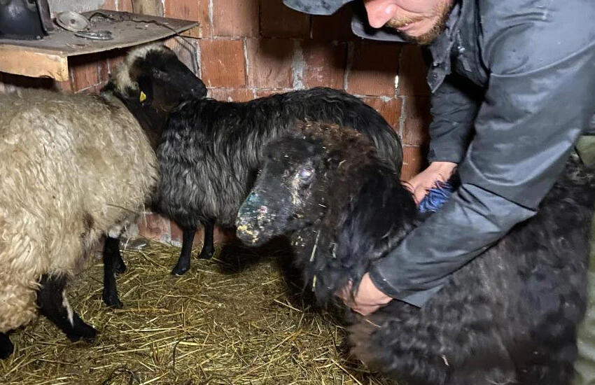 Hayvanlarda yeni hastalık alarmı! Kısıtlama getirildi