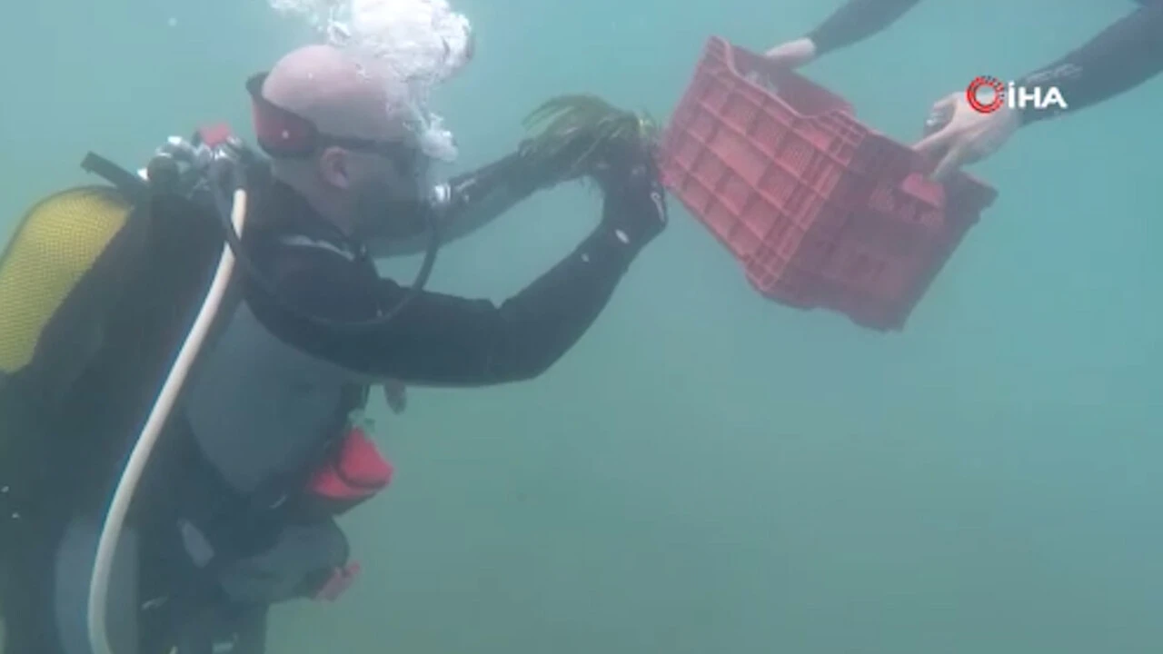 Dünyada ilk kez bu yöntemle denenecek! Deniz dibine Posidonia çayırı ekimi başladı