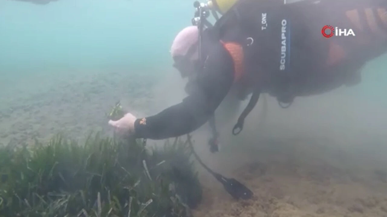 Dünyada ilk kez bu yöntemle denenecek! Deniz dibine Posidonia çayırı ekimi başladı