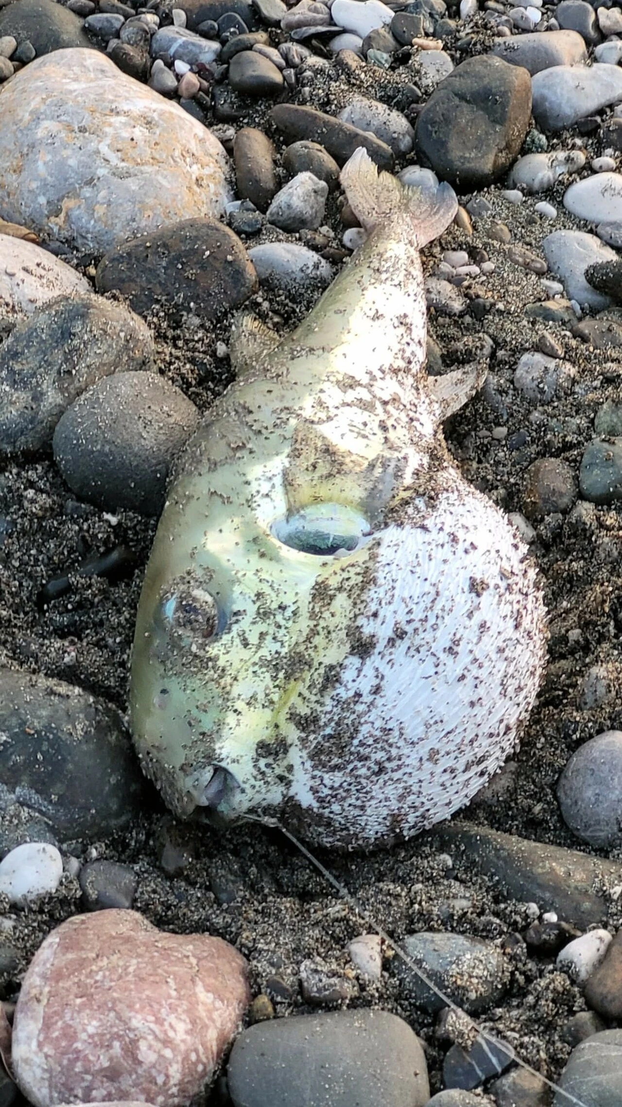 Marmara'da hamsi azalırken balıkçılar endişeli: Bir balon balığı eksikti!