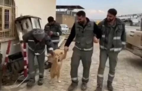 İşçilerin köpekle halay çektiği anlar izleyenleri güldürdü
