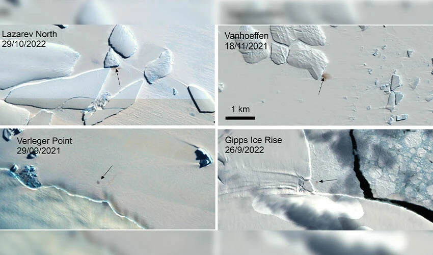 Güney Kutbu'nda 4 yeni imparator penguen kolonisi keşfedildi