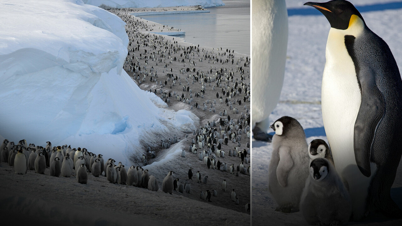 Güney Kutbu&#039;nda 4 yeni imparator penguen kolonisi keşfedildi