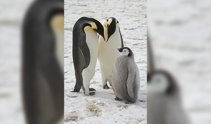 Güney Kutbu'nda 4 yeni imparator penguen kolonisi keşfedildi