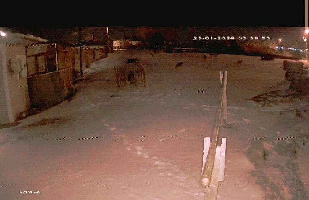 Aç kalan kurtlar kente indi köpeğe saldırdı! Dehşet veren anlar