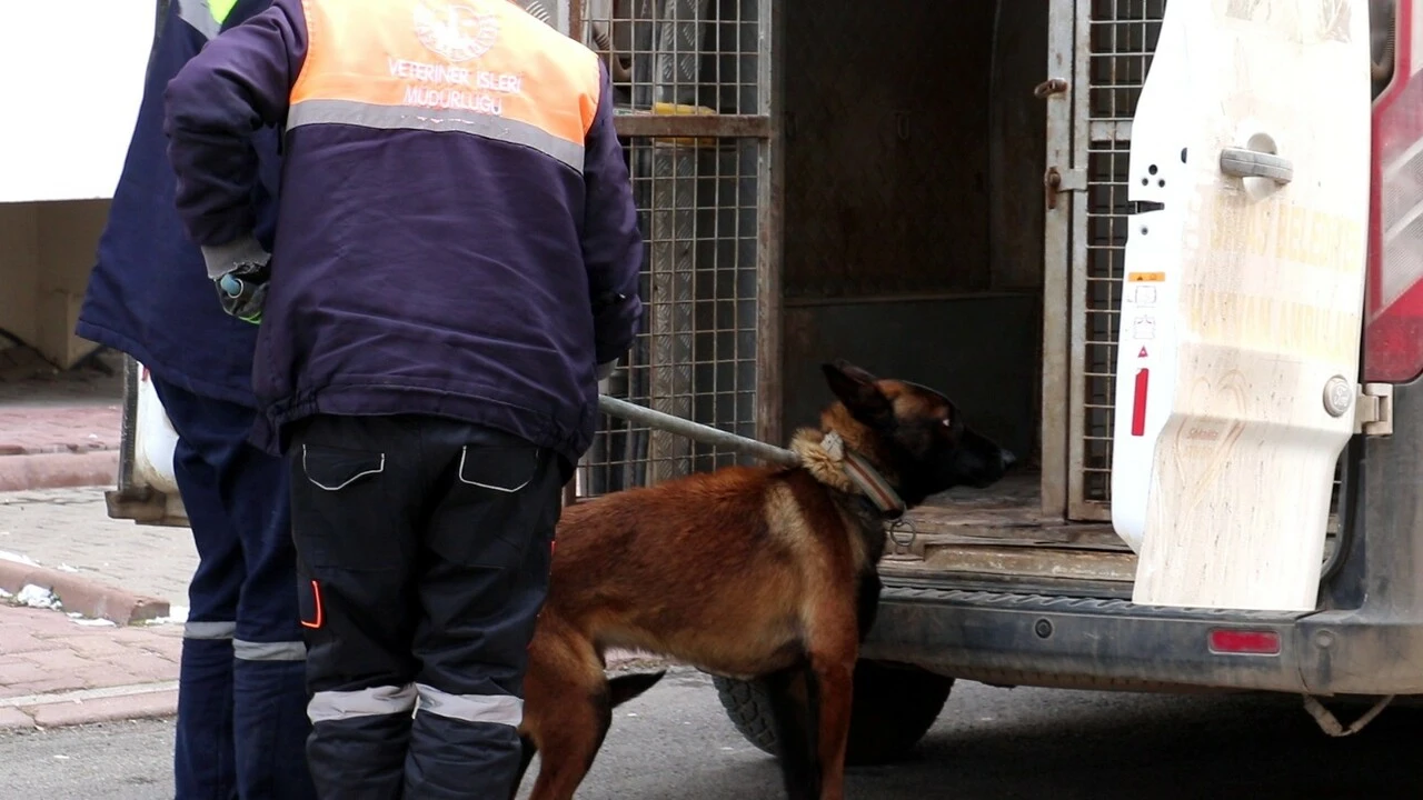 Tasmalı köpek, misafirliğe giden anne ve çocuğuna dehşeti yaşattı