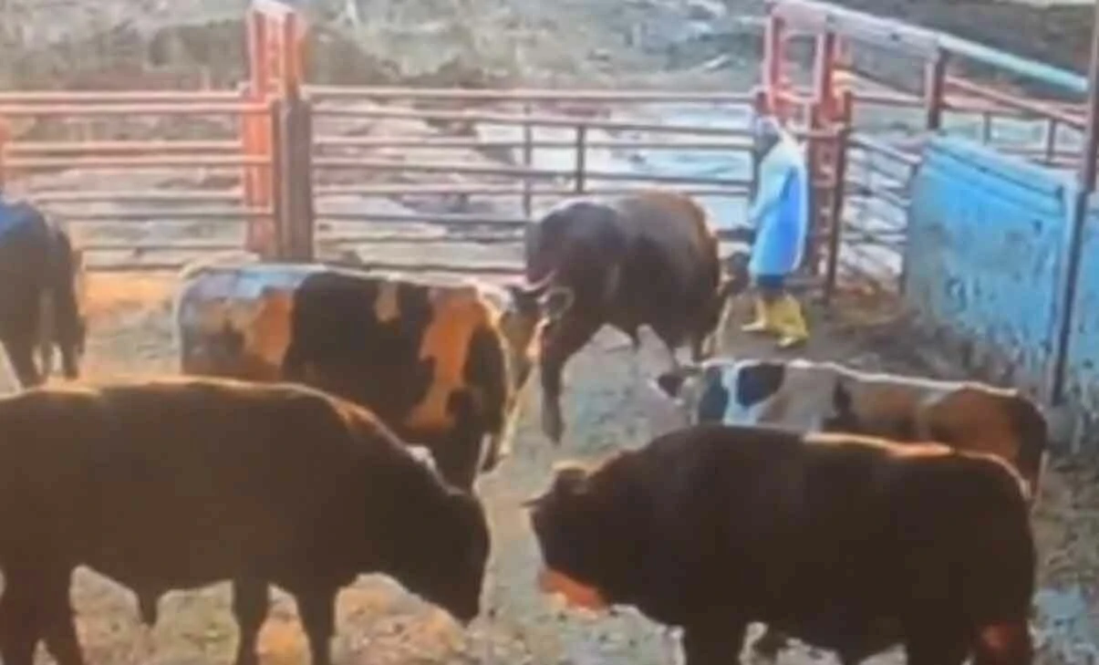 Hayvanların yerini değiştirirken boğanın saldırısına uğradı