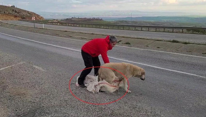 Vicdansızlığın böylesi: Torba içine koyulup ölüme terk edildi