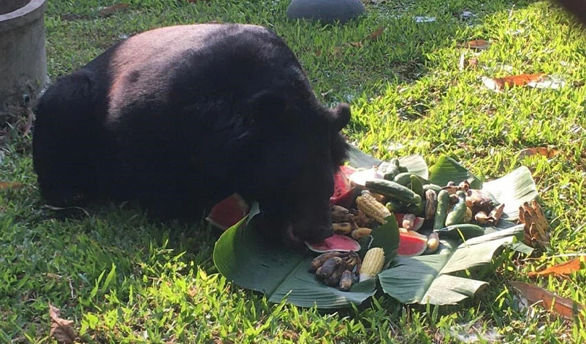Ayıdan kurtulmak için kolunu kesti