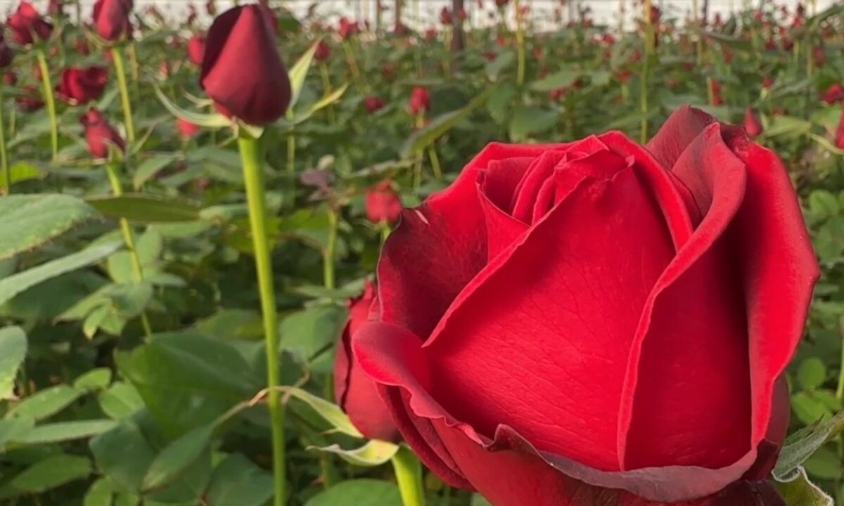 Gülün tanesi üreticide 10 lira, çiçekçide 70 lira! Sevgililer Günü yoğunluğu başladı