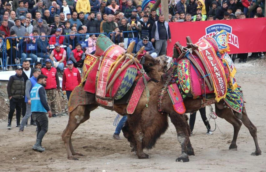 Deve güreşi nefes kesti