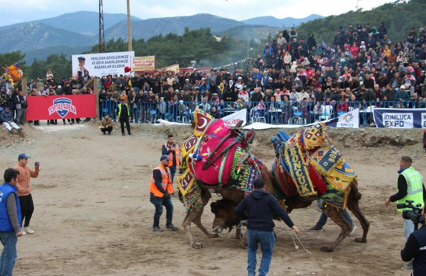 Deve güreşi nefes kesti