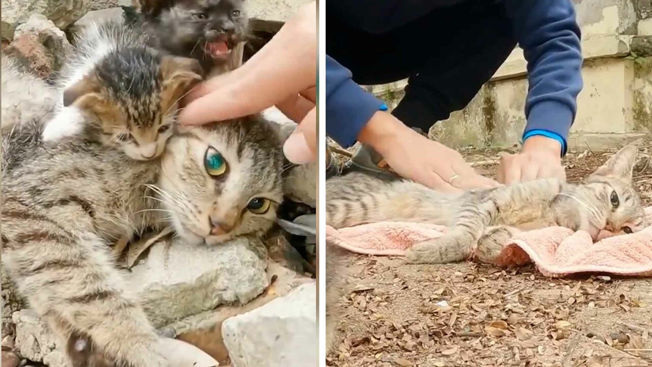 Doğum yaptı, açlıktan baygın düştü... Anne ve yavru kedileri bulan genç hayata döndürdü