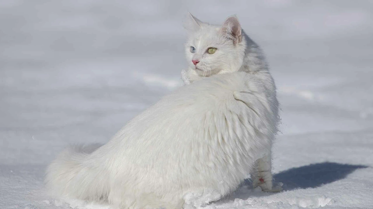 Van Kedileri beyaz örünün üzerinde tüm güzellikleriyle keyif yaptı