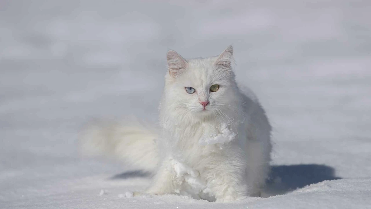 Van Kedileri beyaz örünün üzerinde tüm güzellikleriyle keyif yaptı