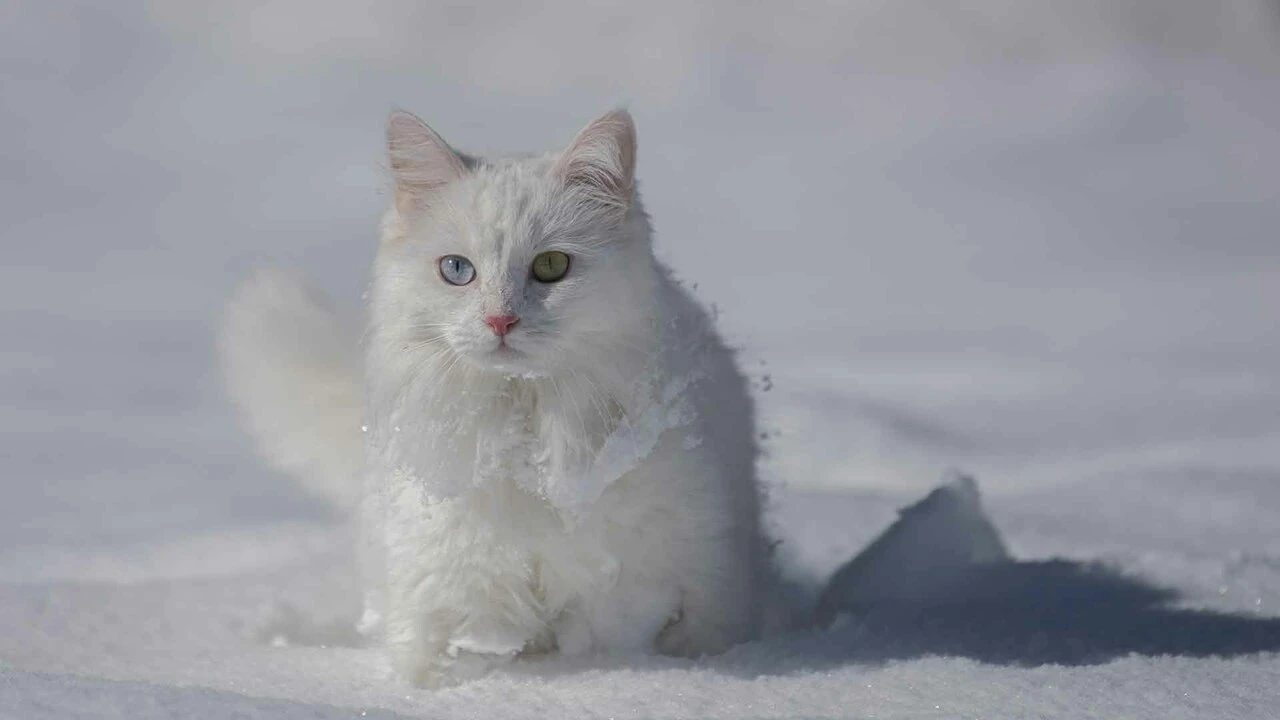 Van Kedileri beyaz örünün üzerinde tüm güzellikleriyle keyif yaptı