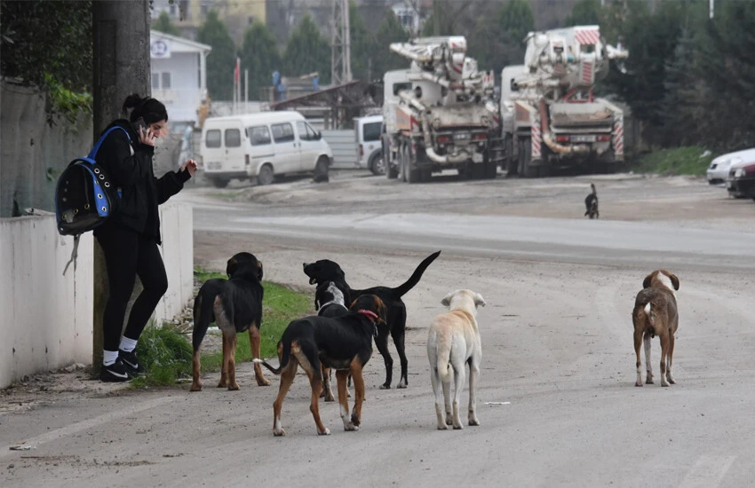 AK Parti'den başıboş köpek meselesine çözüm: Hızlı kısırlaştırma, gerekirse uyutma