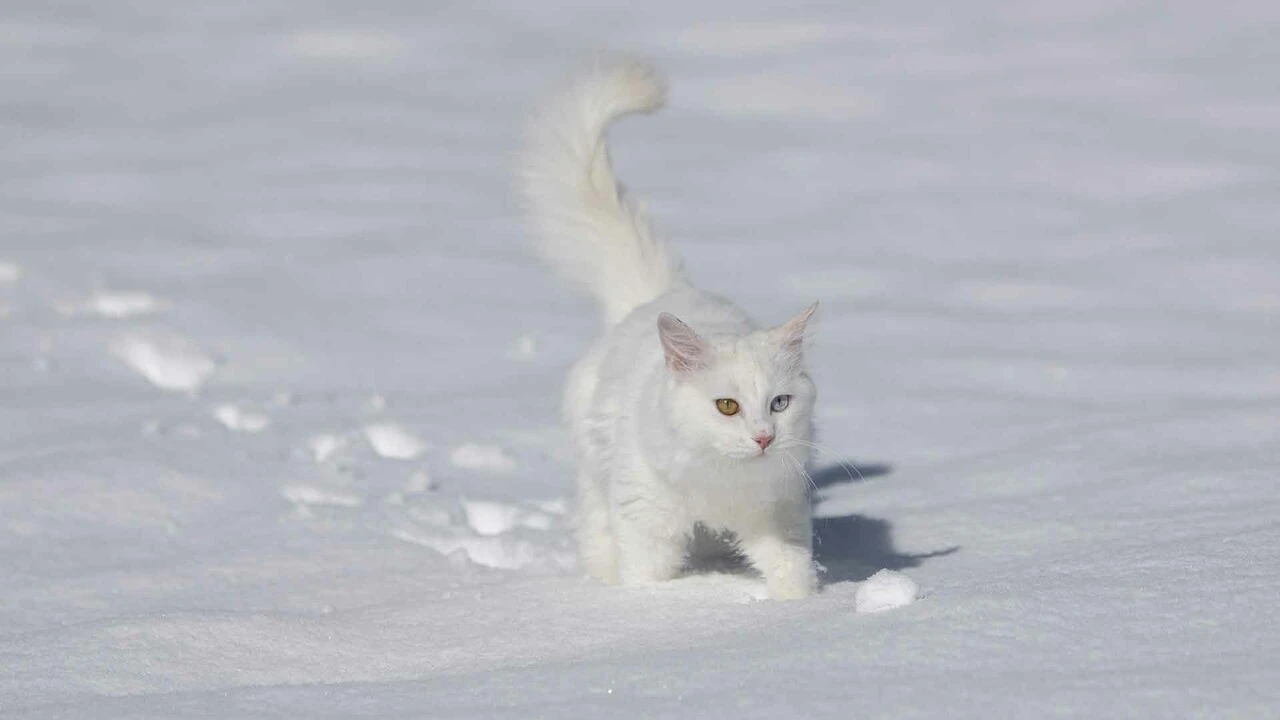 Van Kedileri beyaz örünün üzerinde tüm güzellikleriyle keyif yaptı
