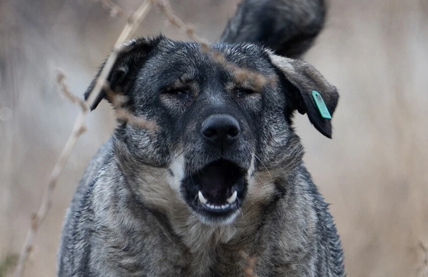 AK Parti'den başıboş köpek meselesine çözüm: Hızlı kısırlaştırma, gerekirse uyutma