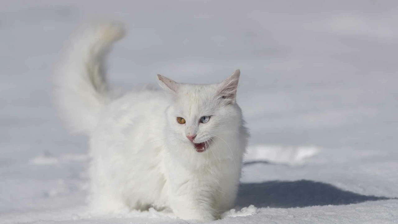 Van Kedileri beyaz örünün üzerinde tüm güzellikleriyle keyif yaptı